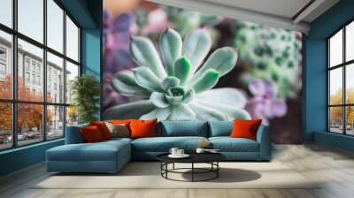 Close up portrait of two type of Echeveria Succulent in a pot. Stylish and simple plants for modern desk. Wall mural