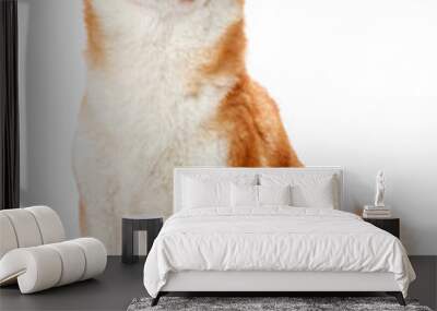 Shiba Inu sits on a white background and smiling Wall mural