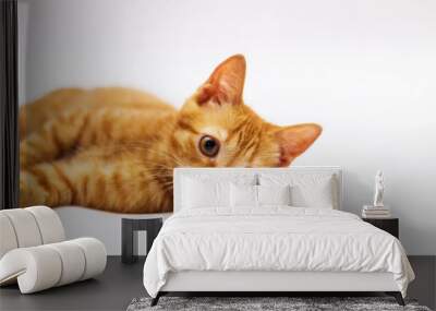 a handsome, cute, red, a small kitten lies on a white backdrop of c large eyes Wall mural