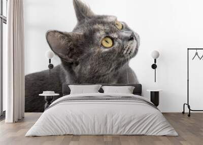 The cat is gray on a white background. Advertising background. Wall mural