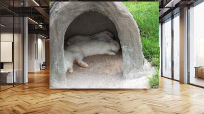 A family of rabbits sleeping in a hole Wall mural