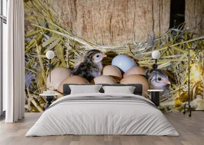 two tiny guinea fowl chicks between eggs Wall mural