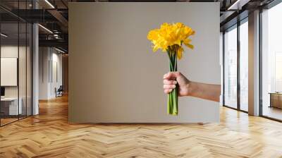 Bouquet of yellow daffodils flowers or narcissus in the female hand on a grey background. Wall mural