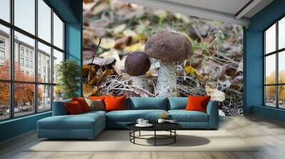 Brown cap boletus in the autumn forest Wall mural