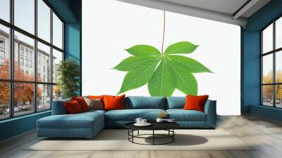 Tapioca leaf on white background Wall mural