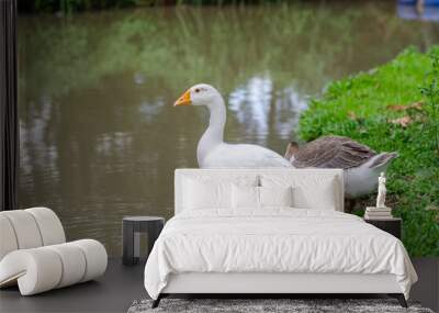 Couple ducks are resting and food in the green grass the canal. Wall mural