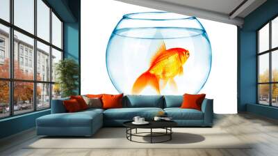 Goldfish in aquarium isolated on white background. Wall mural