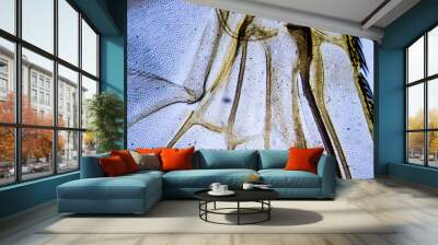 Microscopic image of housefly wing Wall mural