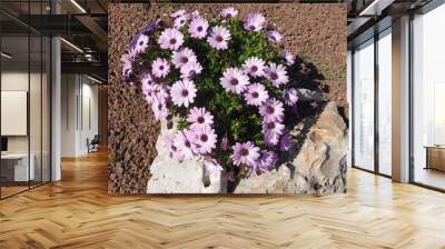 A bush of pink flowers osteospermum or dimorphotheca is decorated with stones in a flower bed. Flowerbed decoration. Wall mural