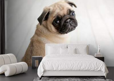 An adorable pug puppy sitting on white wood background looking back Wall mural