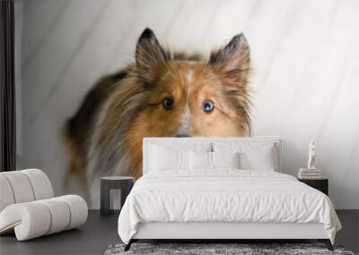 Beautiful brown sheltie dog with blue eyes in a studio on white wood floor  Wall mural