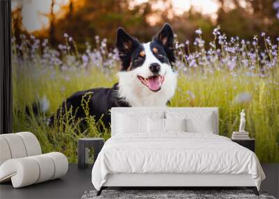 Border collie enjoying a field with purple flowers, portrait of a trained dog   Wall mural