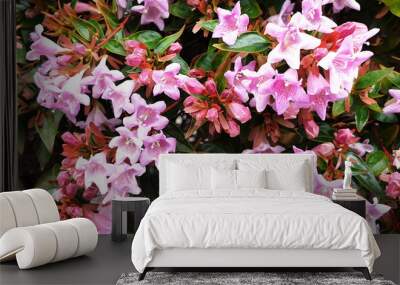 Bush of pink Abelia grandiflora flowers. Panorama. Wall mural