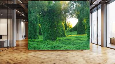 Forest with a climbing plant Kudzu in the sunset sunlight. Panorama. Wall mural