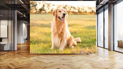 Golden Retriever dog enjoying outdoors at a large grass field at sunset, beautiful golden light Wall mural