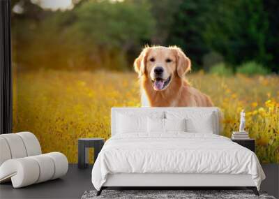 Golden Retriever in the field with yellow flowers. Beautiful dog with black eye Susans blooming. Retriever at sunset in a field of flowers and golden light.  Wall mural