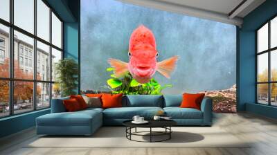 Goldfish facing front, looking at camera swimming in aquarium water. Breeding of ornamental fish. Wall mural