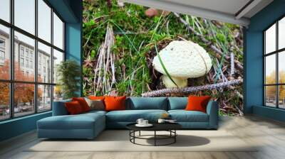 Light green mushroom amanita or phalloides growing on moss. Wall mural