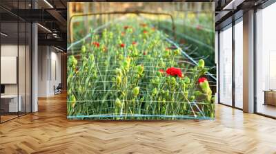 red carnations growing on a plantation close-up Wall mural