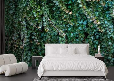 A wall of climber common ivy. Green floral background Wall mural