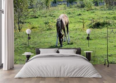 horse in the field Wall mural