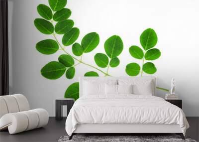 moringa leaves isolated on white background Wall mural