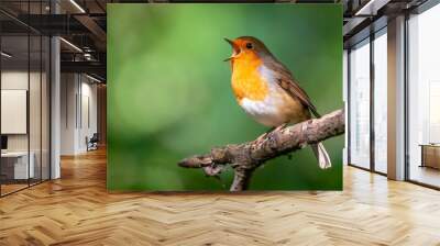 Cute European Robin singing perched on a tree branch Wall mural