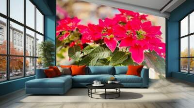 red and yellow flowers Wall mural