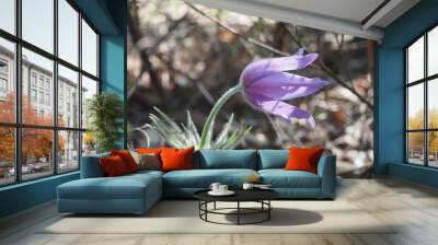 In the forest blossoms of the rock-lily. The first spring forest flower. Wall mural