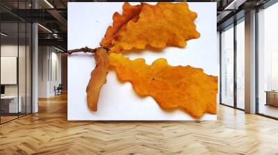 Twig of oak with autumn yellow leaves on a white background. Wall mural