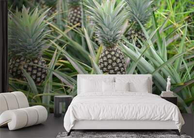 Fresh Pineapple Fruit with leafs in farm
 Wall mural