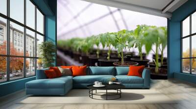 Tomato seedlings are grown in greenhouse in pots. Spring seedlings Wall mural