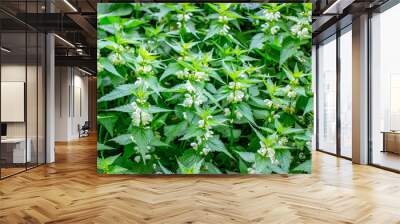 Green leaves of spring plants in the park Wall mural