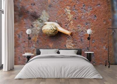 snail on a stone Wall mural