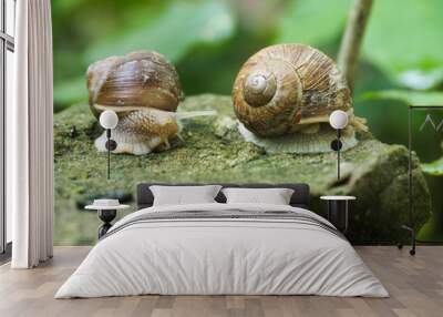 Two grape snails on a stone Wall mural