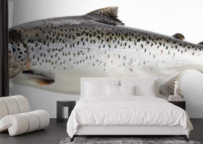 raw salmon isolated on white Wall mural