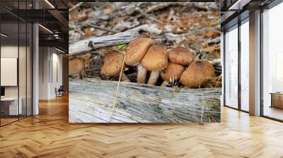 mushrooms in the forest Wall mural