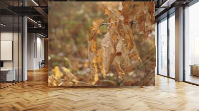 dry leaves on an oak  Wall mural