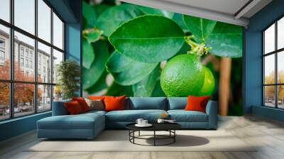  Fresh lime citrus fruit high vitamin C in the garden farm agricultural with nature
 green blur background at summer Wall mural