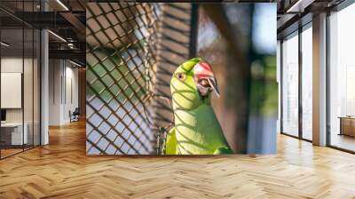 Indian Ringneck parrots are attractive, intelligent and friendly pets Wall mural