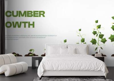 Cucumber plant. Organic farming of organic cuke plants, agriculture of cucumber crop with roots and leaves, ripening fruit. Vector isolated set Wall mural