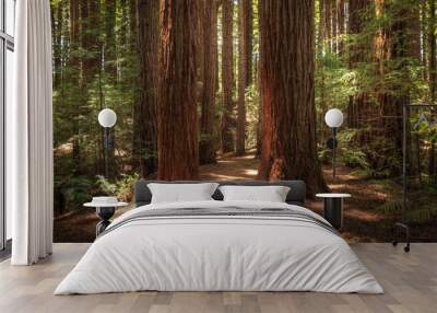 Redwoods Wall mural