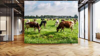 Diary cows grazing on green pasture in polder near Langweer, Friesland, Netherlands Wall mural