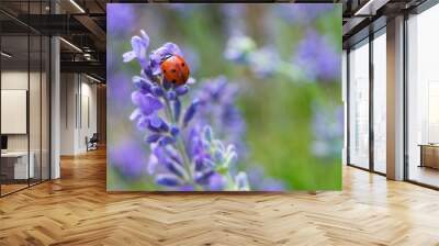 Lady bug on lavender flowers Wall mural