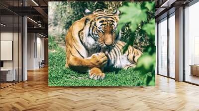 Malayan tiger licks paw lying on the ground. Beautiful striped cat (Panthera tigris tigris) resting on green grass. Critically endangered species. Wall mural