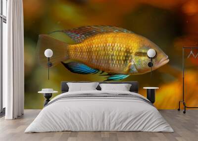 A vibrant African Cichlid swimming gracefully in its warm, sunlit freshwater aquarium habitat. Wall mural