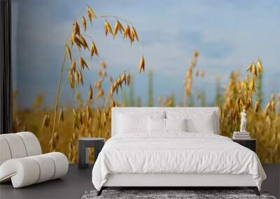 Oats field Wall mural