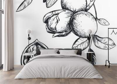 Walnuts are hand drawn. Vector illustration in engraving technique. A branch with fruits in a peel, leaves. Linear ink drawing. Ingredient for the Italian liqueur Nocino. Wall mural