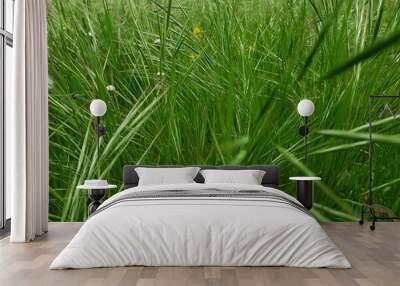 green grass background Wall mural