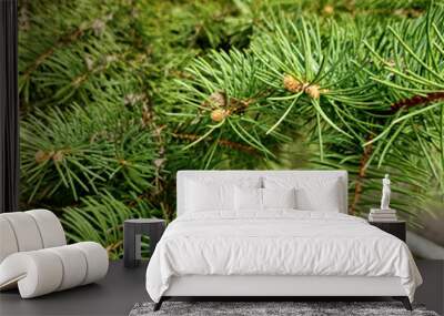 pine tree branches Wall mural